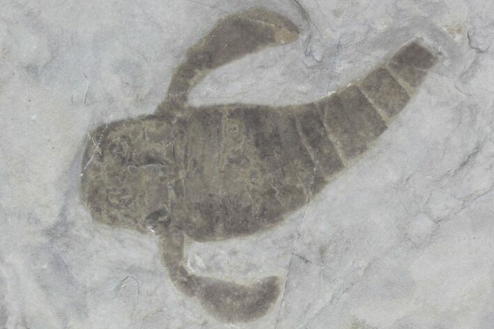 Eurypterus (Sea Scorpion) Fossil - New York #86785